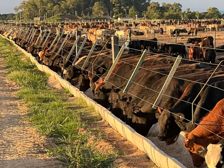 Bovinos se alimentando ao longo do cocho