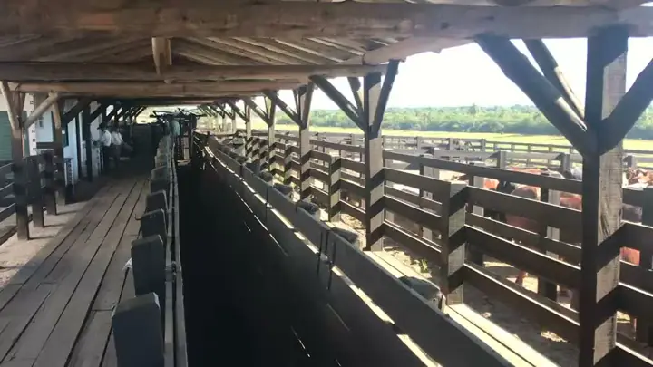 Bovinos no curral de manejo