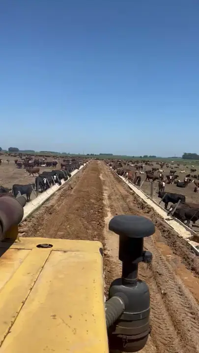 Vista do trator distribuindo ração no cocho